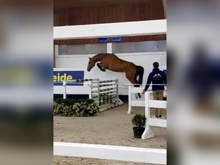 Belgisches Warmblut Hengst 4 Jahre 163 cm Brauner in Belsele