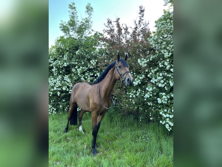 Belgisches Warmblut Hengst 4 Jahre 163 cm Brauner in Belsele