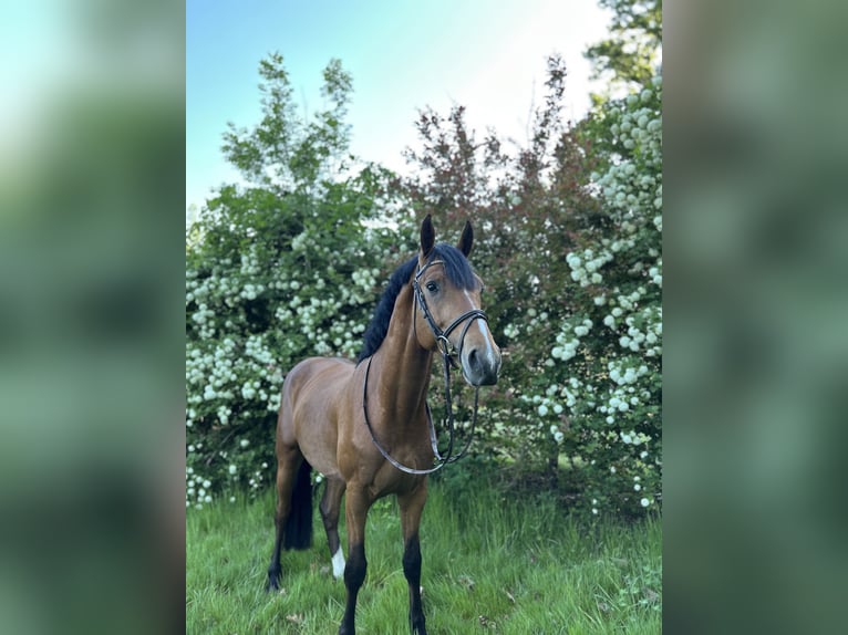 Belgisches Warmblut Hengst 4 Jahre 163 cm Brauner in Belsele