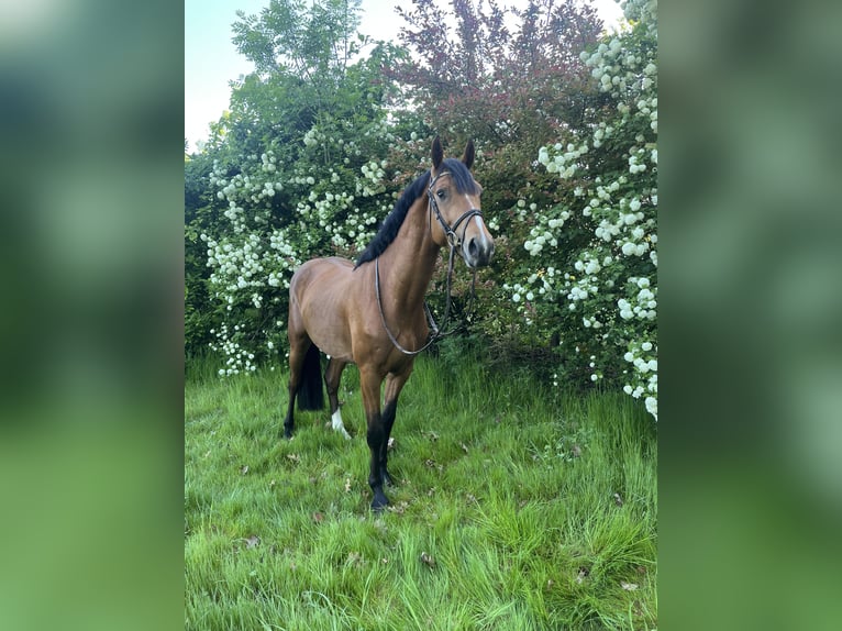 Belgisches Warmblut Hengst 4 Jahre 163 cm Brauner in Belsele