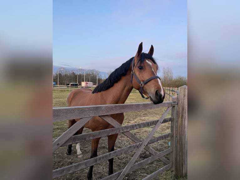 Belgisches Warmblut Hengst 4 Jahre 163 cm Brauner in Belsele