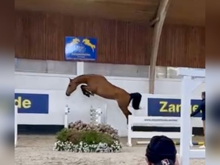 Belgisches Warmblut Hengst 4 Jahre 163 cm Brauner in Belsele