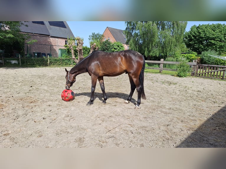 Belgisches Warmblut Hengst 4 Jahre 165 cm  in Beveren-kruibeke-zwijndrecht