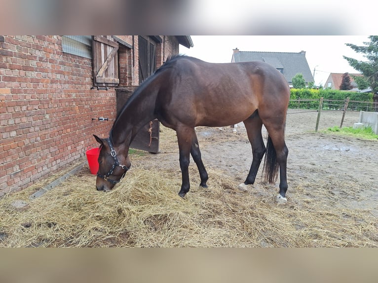 Belgisches Warmblut Hengst 4 Jahre 165 cm  in Beveren-kruibeke-zwijndrecht