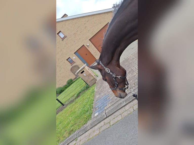 Belgisches Warmblut Hengst 4 Jahre 165 cm  in Beveren-kruibeke-zwijndrecht