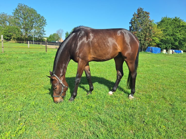 Belgisches Warmblut Hengst 4 Jahre 165 cm  in Beveren-kruibeke-zwijndrecht