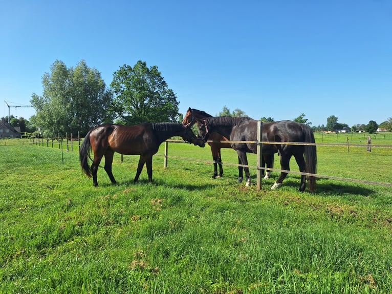 Belgisches Warmblut Hengst 4 Jahre 165 cm  in Beveren-kruibeke-zwijndrecht