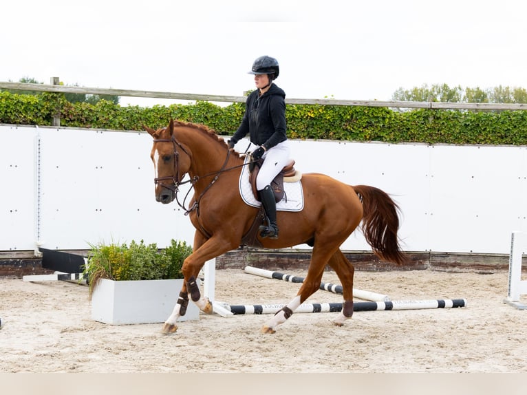 Belgisches Warmblut Hengst 4 Jahre 165 cm Fuchs in Waddinxveen Belgisches Warmblut Hengst 4 Jahre 165 cm Fuchs in Waddinxveen