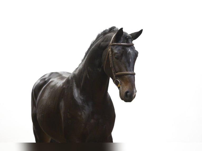 Belgisches Warmblut Hengst 4 Jahre 167 cm Dunkelbrauner in Waddinxveen