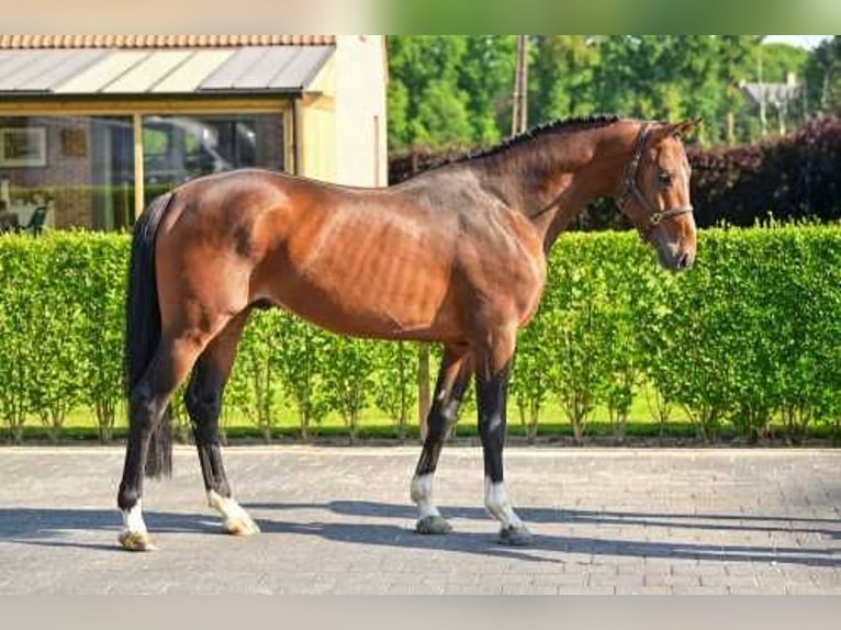 Belgisches Warmblut Hengst 4 Jahre 167 cm Rotbrauner in Bladel