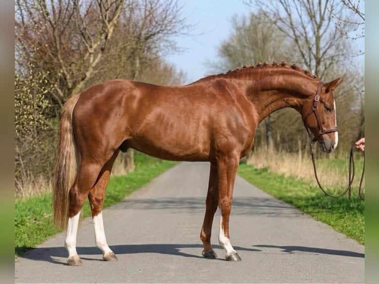 Belgisches Warmblut Hengst 4 Jahre 169 cm Fuchs in Hódmezővásárhely