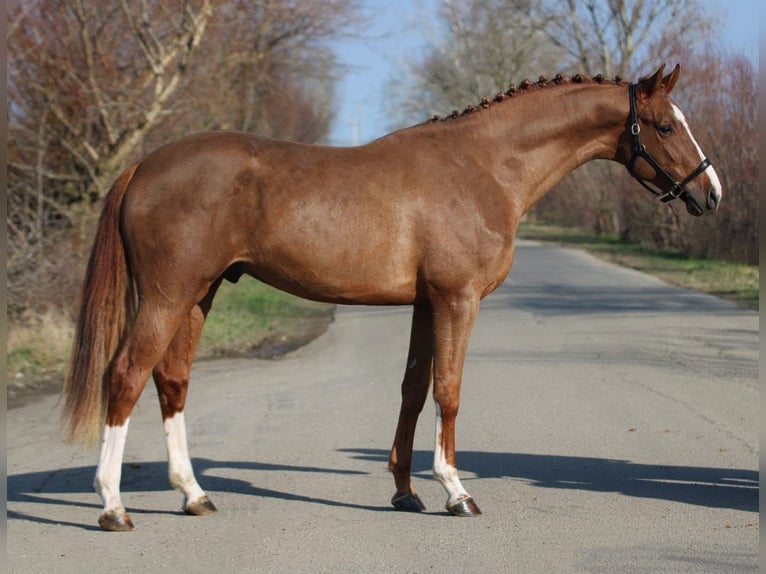 Belgisches Warmblut Hengst 4 Jahre 169 cm Fuchs in Hódmezővásárhely