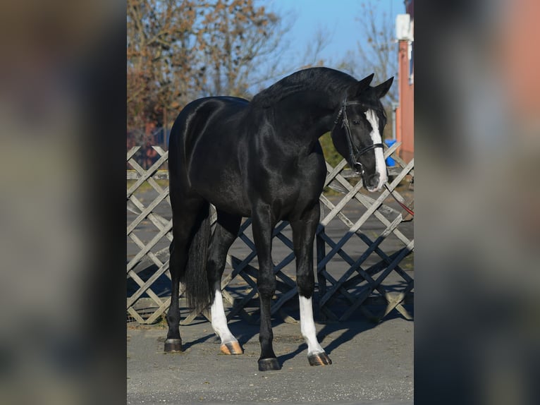 Belgisches Warmblut Hengst 4 Jahre 169 cm Rappe in Gyula