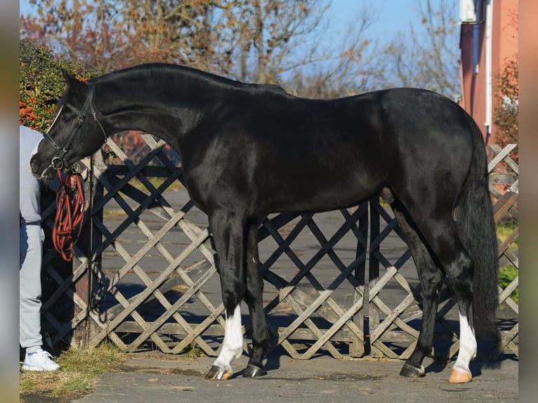 Belgisches Warmblut Hengst 4 Jahre 169 cm Rappe in Gyula