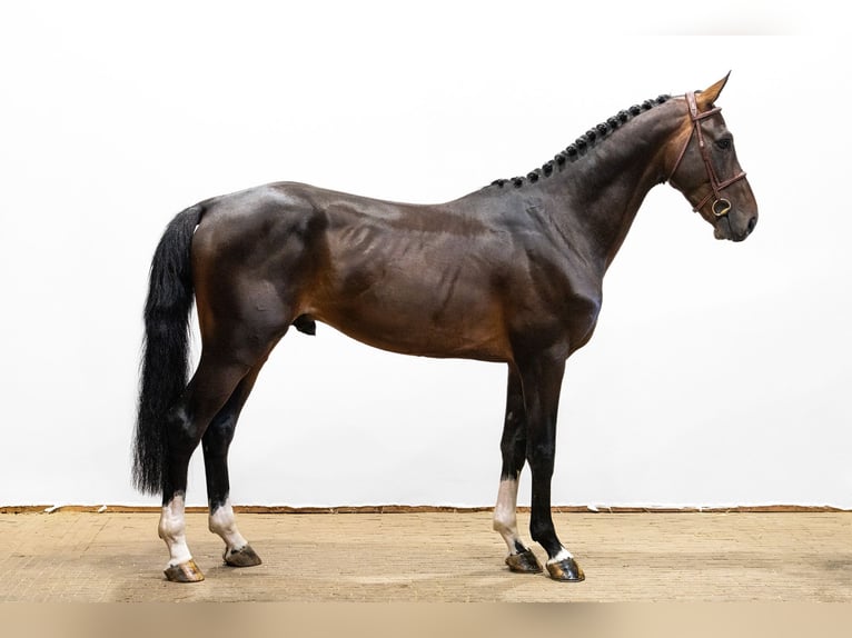 Belgisches Warmblut Hengst 4 Jahre 170 cm Dunkelbrauner in Waddinxveen