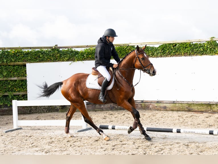 Belgisches Warmblut Hengst 4 Jahre 171 cm Brauner in Waddinxveen Belgisches Warmblut Hengst 4 Jahre 171 cm Brauner in Waddinxveen