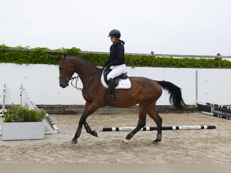 Belgisches Warmblut Hengst 4 Jahre 174 cm Brauner in Waddinxveen