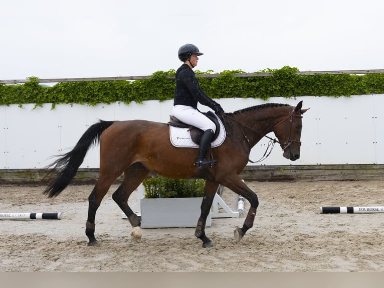 Belgisches Warmblut Hengst 4 Jahre 174 cm Brauner in Waddinxveen