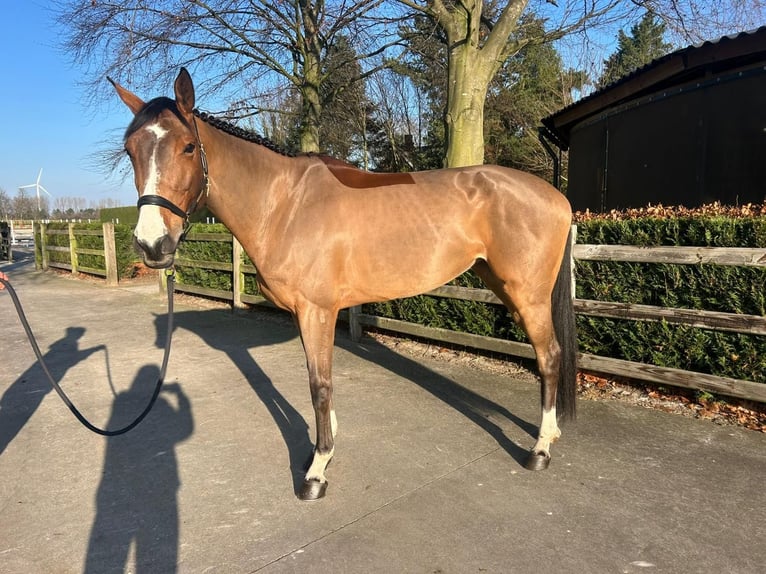 Belgisches Warmblut Hengst 5 Jahre 170 cm Brauner in GROTE-BROGEL