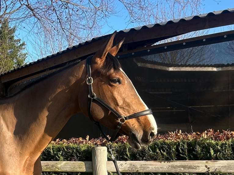 Belgisches Warmblut Hengst 5 Jahre 170 cm Brauner in GROTE-BROGEL