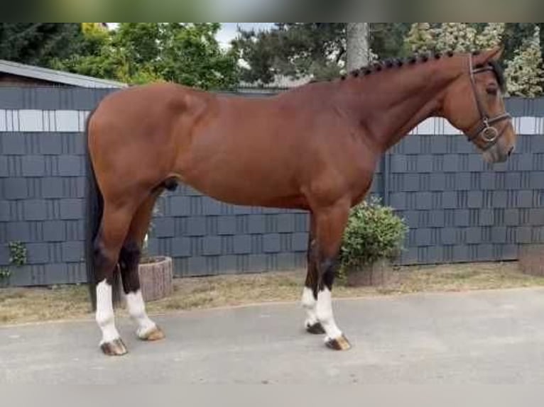 Belgisches Warmblut Hengst 5 Jahre 170 cm Rotbrauner in Bladel