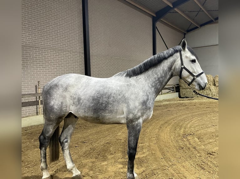 Belgisches Warmblut Hengst 5 Jahre 172 cm Schimmel in Helchteren
