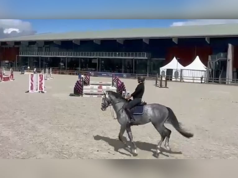 Belgisches Warmblut Hengst 5 Jahre 172 cm Schimmel in Helchteren