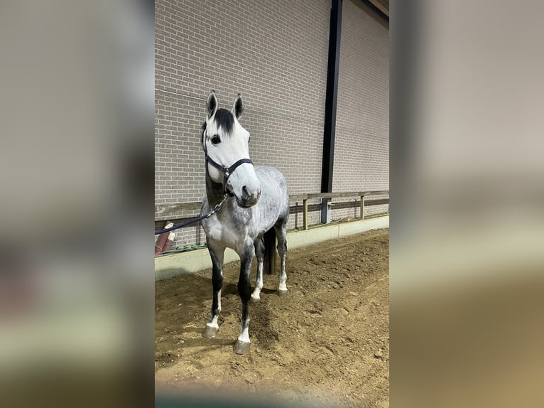 Belgisches Warmblut Hengst 5 Jahre 172 cm Schimmel in Helchteren