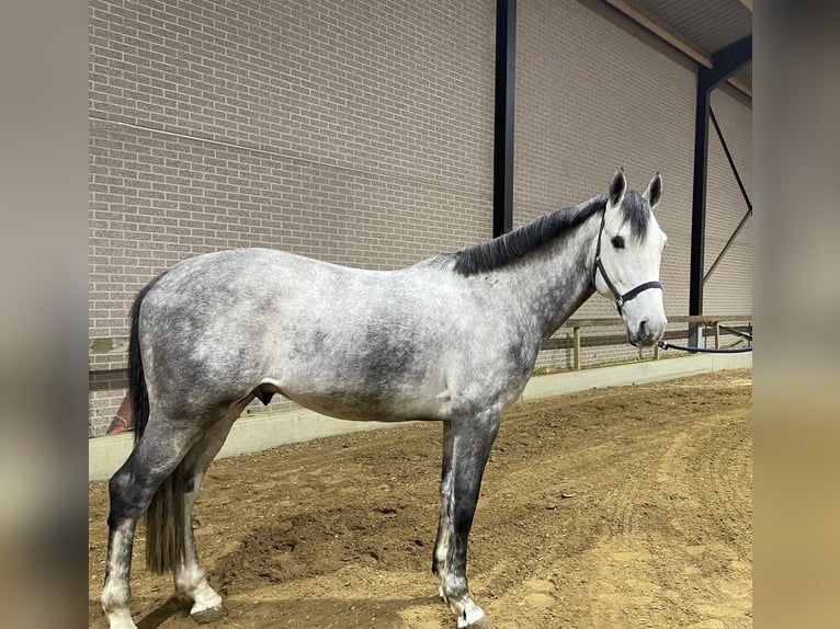 Belgisches Warmblut Hengst 5 Jahre 172 cm Schimmel in Helchteren