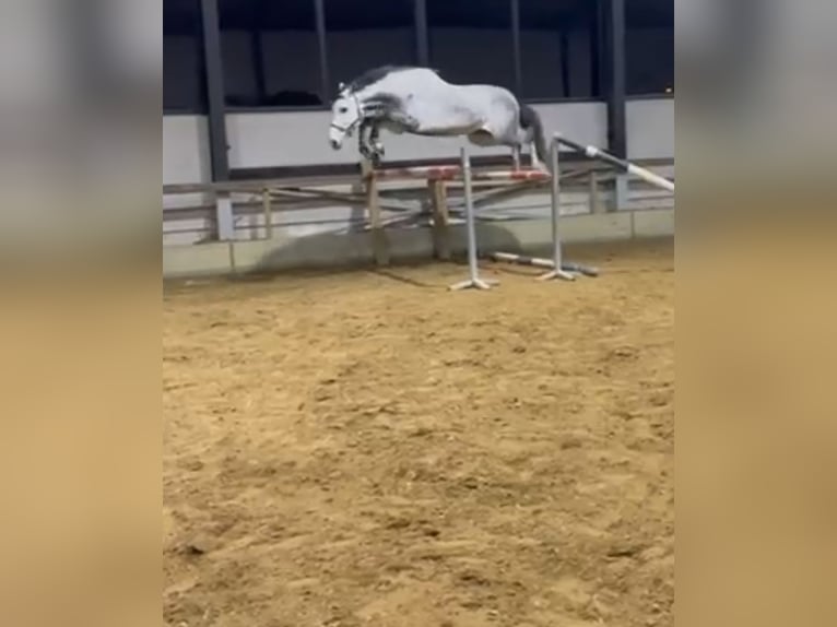 Belgisches Warmblut Hengst 5 Jahre 172 cm Schimmel in Helchteren