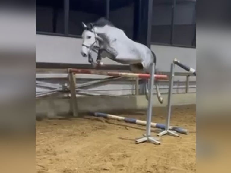 Belgisches Warmblut Hengst 5 Jahre 172 cm Schimmel in Helchteren
