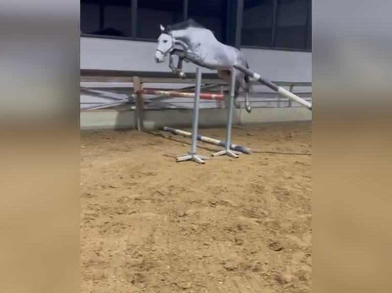 Belgisches Warmblut Hengst 5 Jahre 172 cm Schimmel in Helchteren