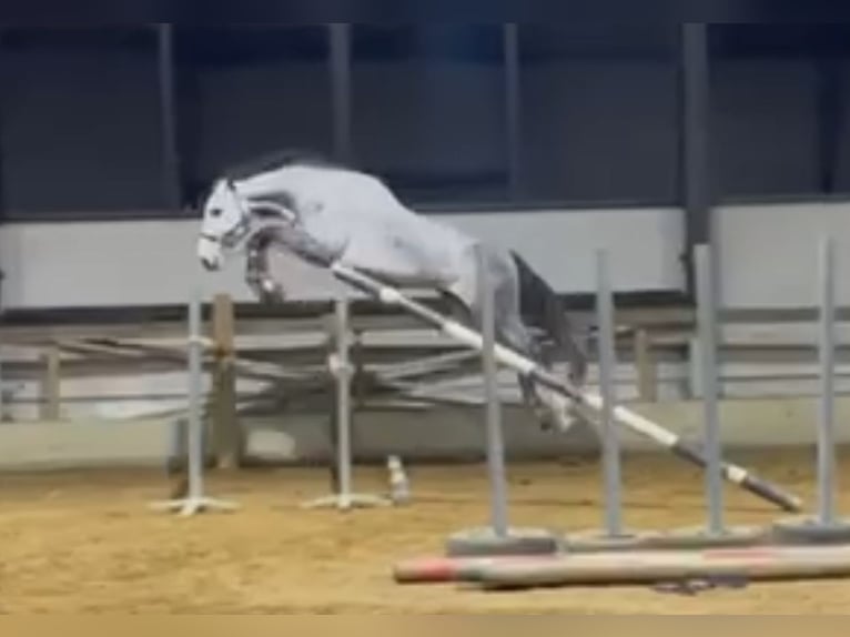 Belgisches Warmblut Hengst 5 Jahre 172 cm Schimmel in Helchteren