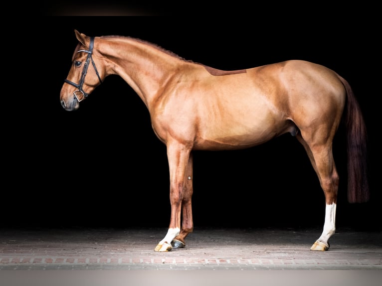 Belgisches Warmblut Hengst 6 Jahre 164 cm Fuchs in Holdorf