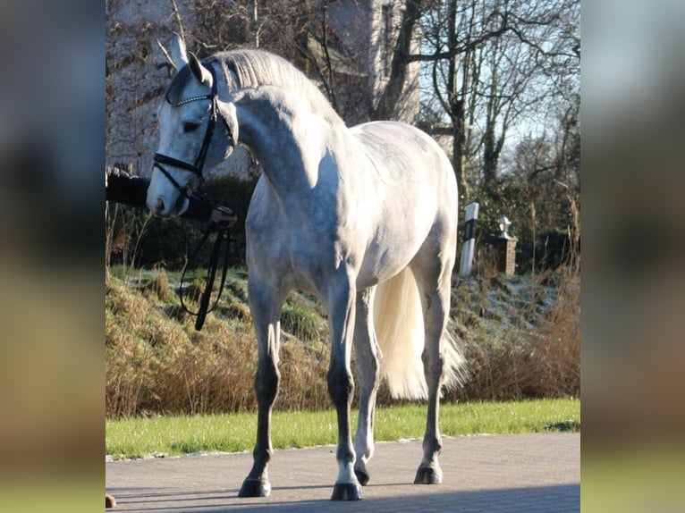 Belgisches Warmblut Hengst 6 Jahre Schimmel in Fischbachau