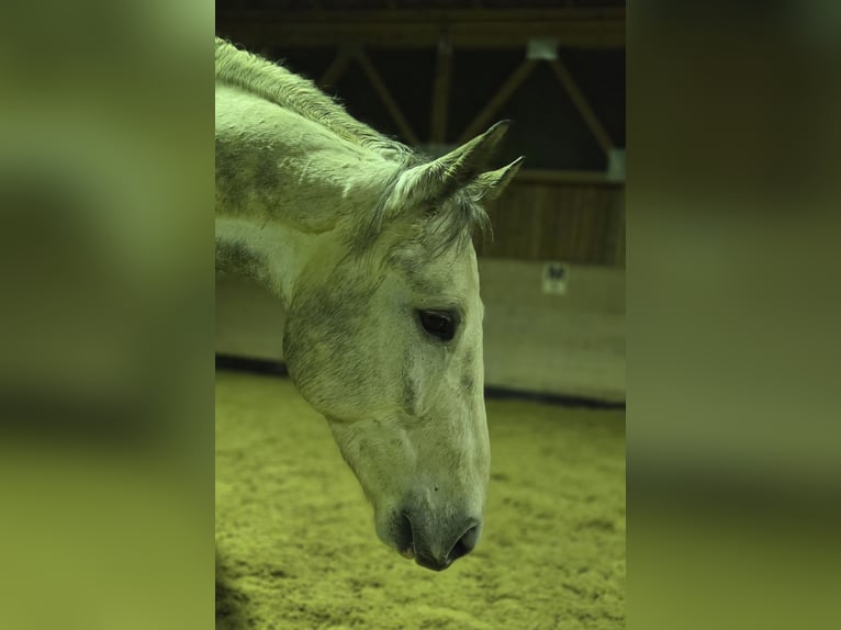 Belgisches Warmblut Hengst 6 Jahre Schimmel in Fischbachau