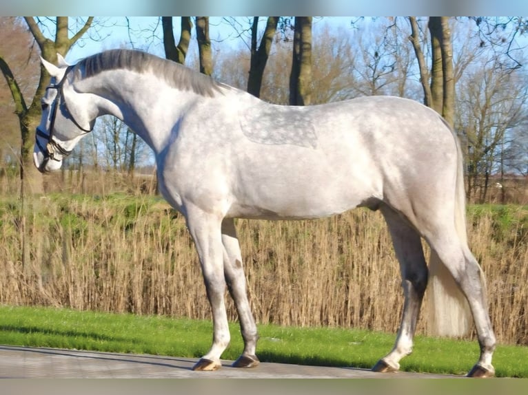 Belgisches Warmblut Hengst 6 Jahre Schimmel in Fischbachau