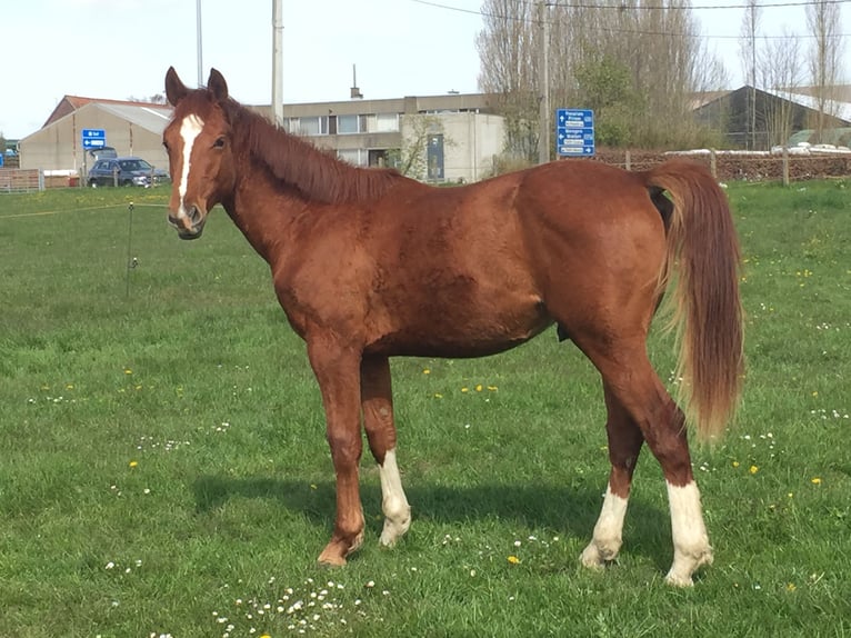 Belgisches Warmblut Hengst 7 Jahre  in Tielt