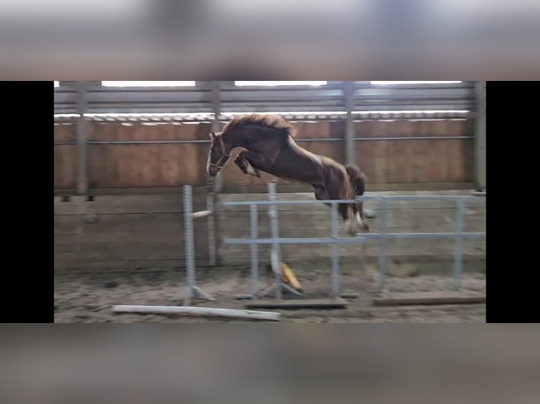 Belgisches Warmblut Hengst 8 Jahre 170 cm Fuchs in Gniezno