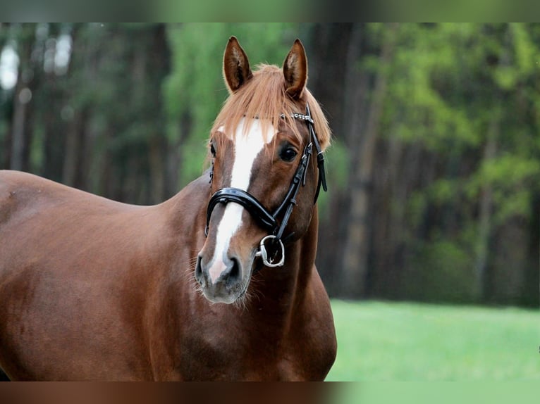 Belgisches Warmblut Hengst 8 Jahre 170 cm Fuchs in Gniezno