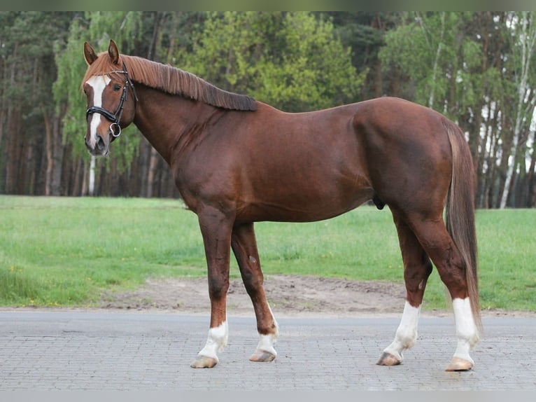 Belgisches Warmblut Hengst 8 Jahre 170 cm Fuchs in Gniezno