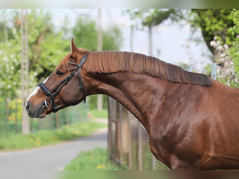 Belgisches Warmblut Hengst 8 Jahre 170 cm Fuchs in Gniezno