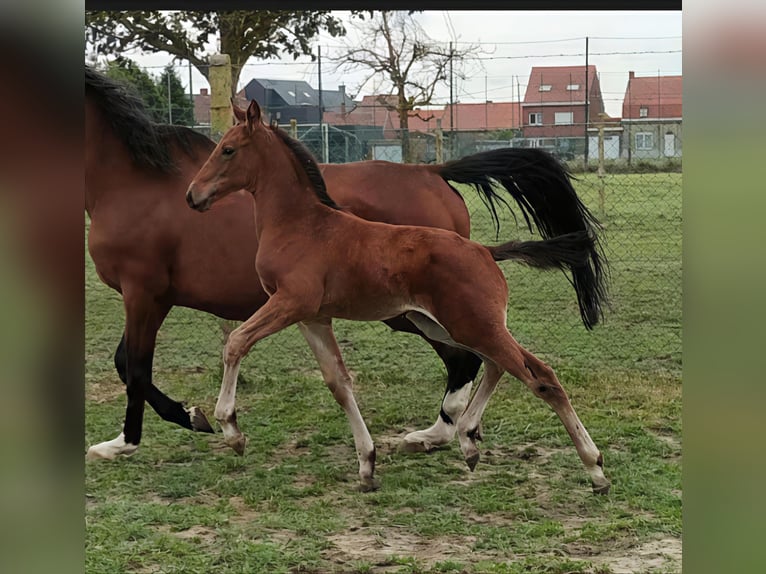 Belgisches Warmblut Hengst  129 cm Brauner in Ronse