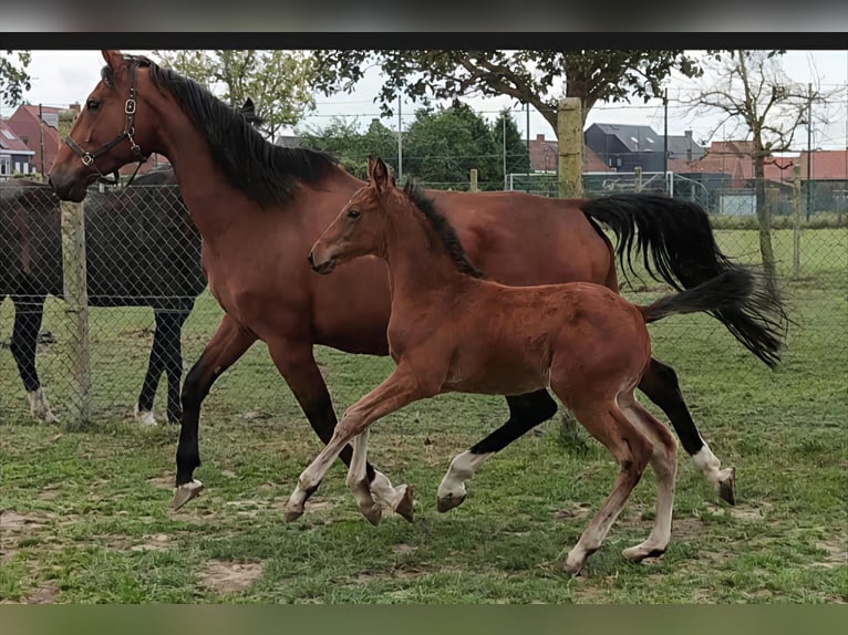 Belgisches Warmblut Hengst  129 cm Brauner in Ronse