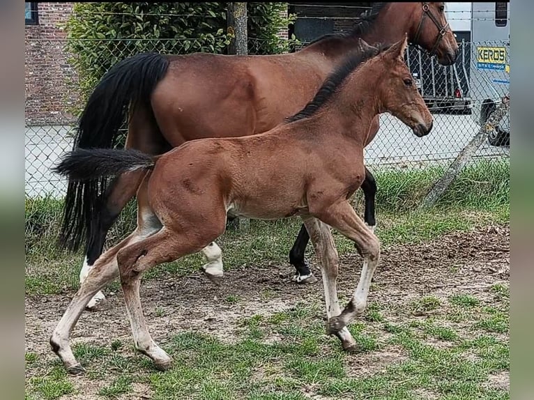 Belgisches Warmblut Hengst  129 cm Brauner in Ronse