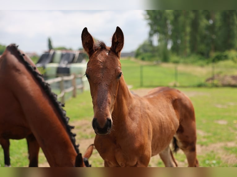 Belgisches Warmblut Hengst  129 cm Brauner in Ronse