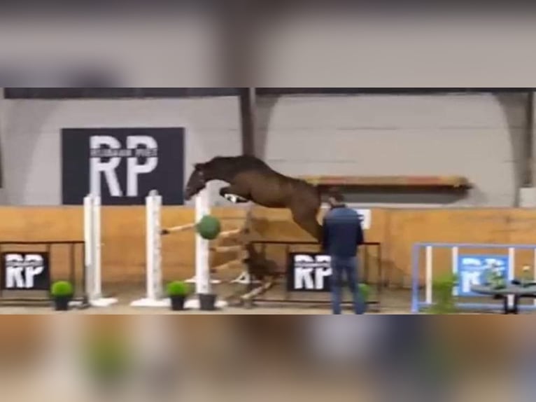 Belgisches Warmblut Hengst Fohlen (05/2025) 168 cm Brauner in Meldert