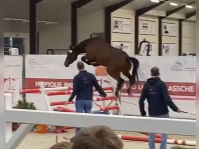 Belgisches Warmblut Hengst Fohlen (05/2025) 168 cm Brauner in Meldert