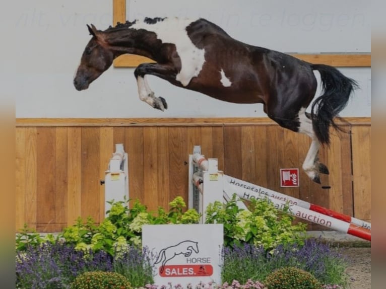 Belgisches Warmblut Hengst Fohlen (05/2026) 168 cm Brauner in Herenthout