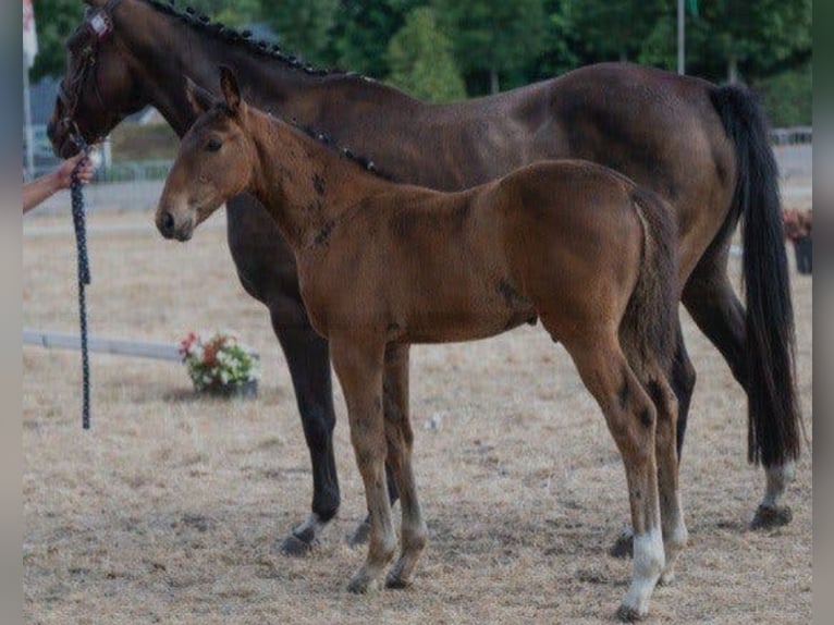 Belgisches Warmblut Hengst Fohlen (05/2026) 168 cm Brauner in Herenthout